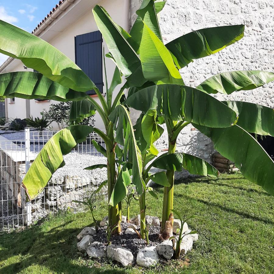 Le Domaine Vesque Villa Saint-Pierre-de-Clairac Kültér fotó